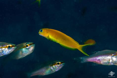 Midas Blenny Facts and Photographs .